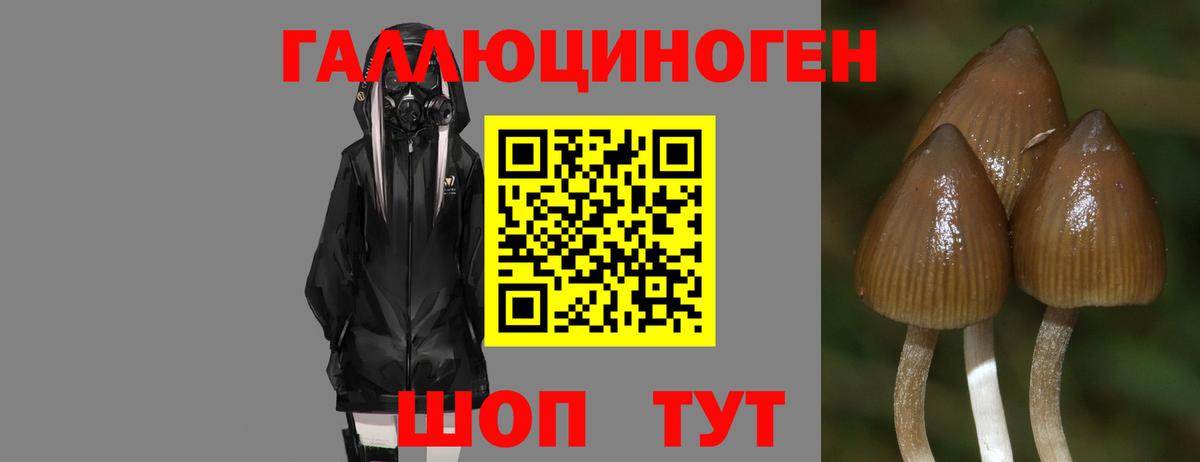 Рассказово  Галлюциногенные грибы Magic Shrooms  Вход с VPN 